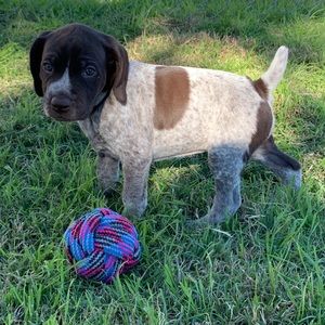 Meet Your Posher! AKOQUINN. Posh Ambassador!